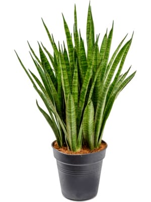 sansevieria